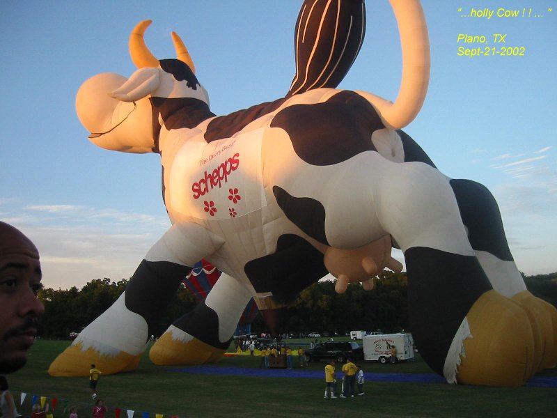 cow[1].jpg