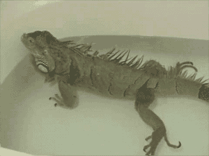 tumblr_li7mdx8Jos1qe0wclo1_400.gif